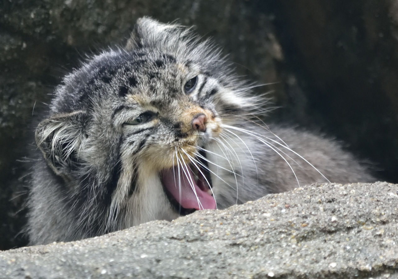 マヌルネコ変顔集 6月日 月曜日 1日1にゃん マヌルネコ変顔集 6月日 月曜日 1日1にゃん