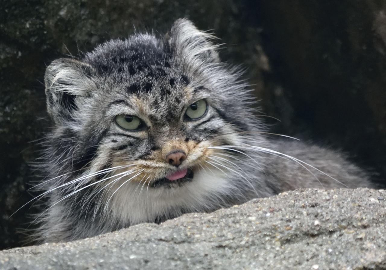 マヌルネコ変顔集 6月日 月曜日 1日1にゃん マヌルネコ変顔集 6月日 月曜日 1日1にゃん
