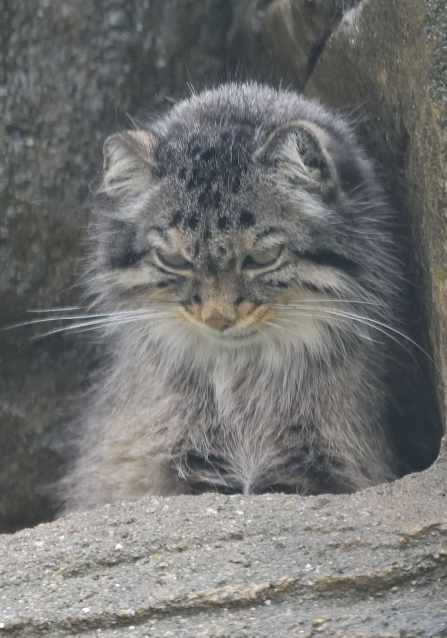 マヌルネコ変顔集 6月日 月曜日 1日1にゃん マヌルネコ変顔集 6月日 月曜日 1日1にゃん