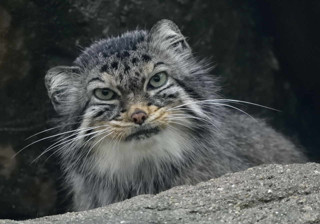 マヌルネコ変顔集 6月日 月曜日 1日1にゃん マヌルネコ変顔集 6月日 月曜日 1日1にゃん