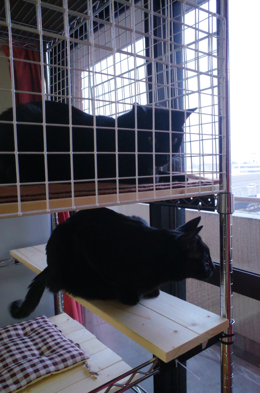 Diyで大型猫ケージ 3月27日 火曜日 1日1にゃん Diyで大型猫ケージ 3月27日 火曜日 1日1にゃん