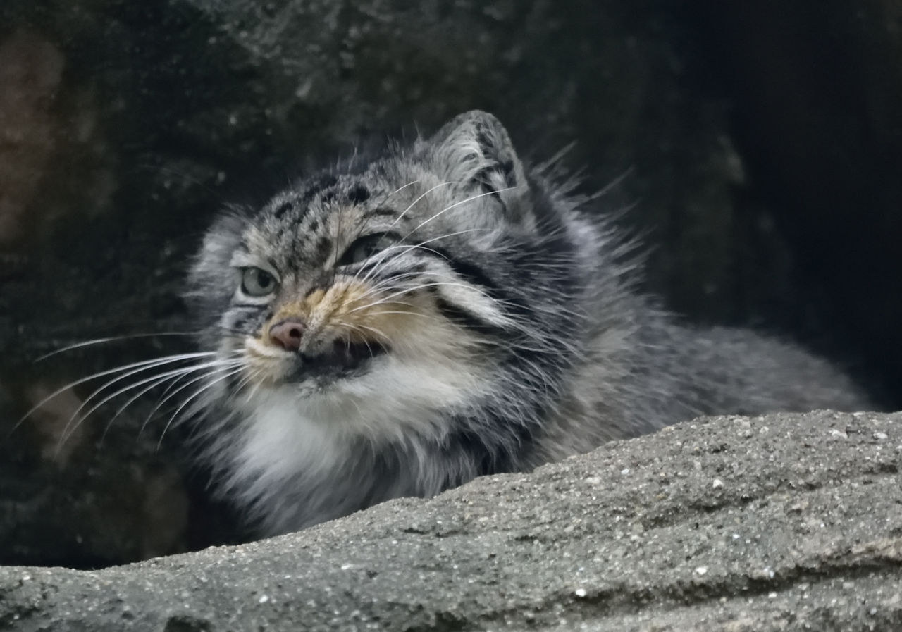マヌルネコ変顔集 6月日 月曜日 1日1にゃん マヌルネコ変顔集 6月日 月曜日 1日1にゃん