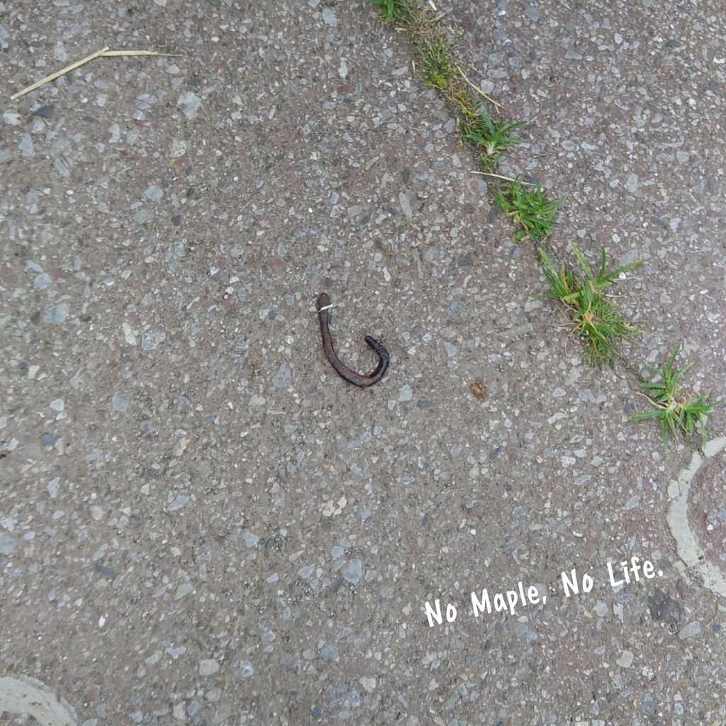 朗報 関東にカンタロウいないってよ 閲覧注意 No Maple No Life ノーリッチテリアのメイプルと