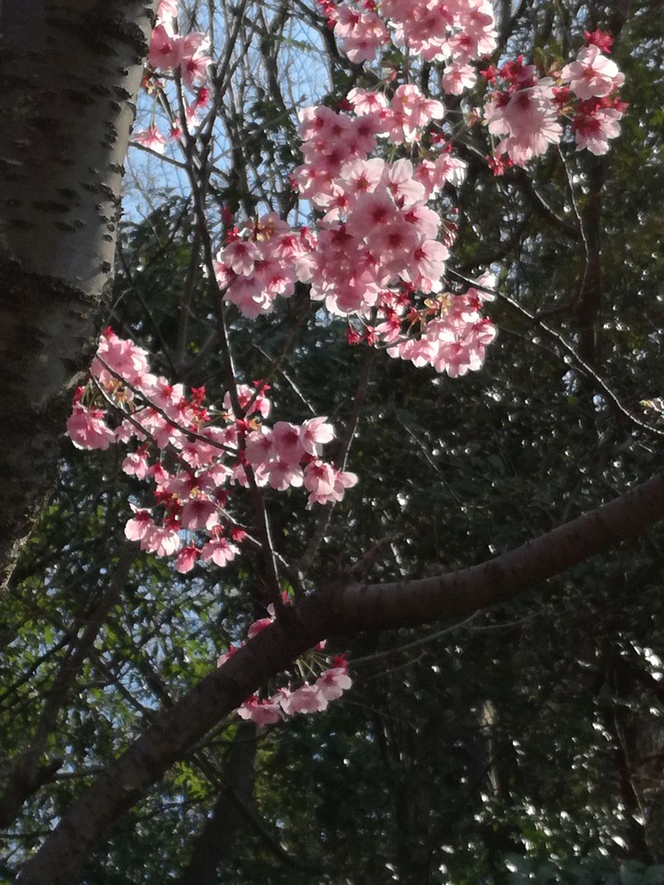英語レッスンは桜の木の下で 週末雑貨屋のカウンターから 英語レッスンは桜の木の下で 週末雑貨屋のカウンターから