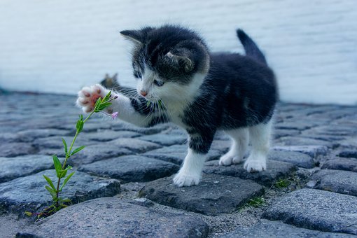 猫好きの偉人シュバイツァー 医者としても音楽家としても哲学者としても有能だった 友だちいない研究所