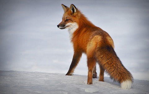 firefox