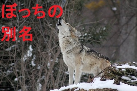 wolf-1992716__340