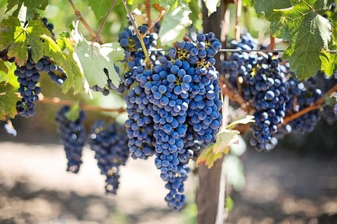 purple-grapes-553464__340