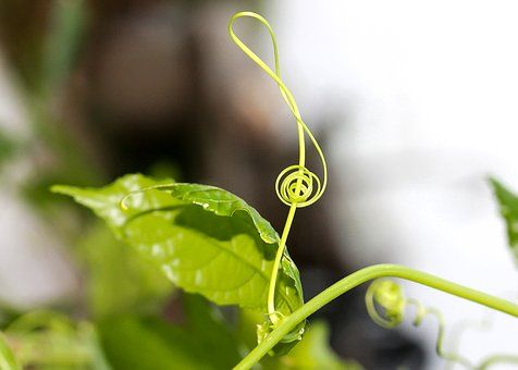 violin-key-1842117__340