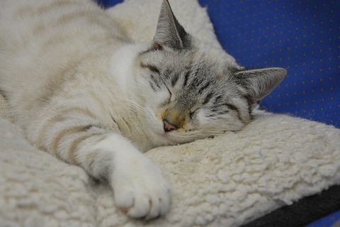 cat-sleeping-2983803__340