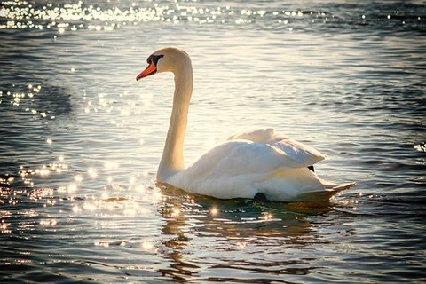swan-2077219__340