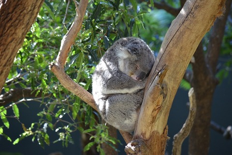 oyasumikoala