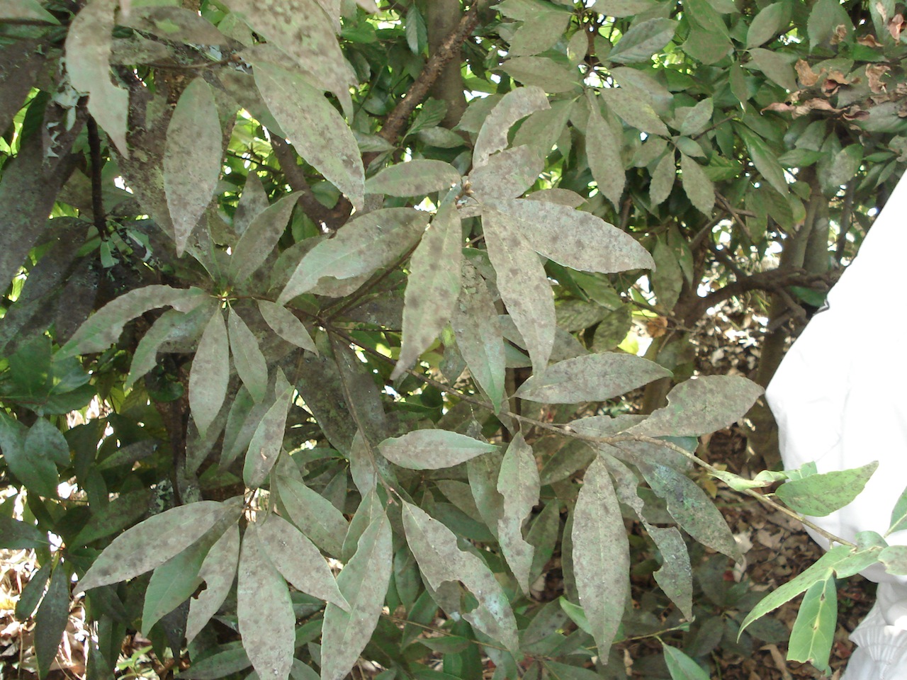 実習の写真 ３ 菌編 Treedoctor19の掲示板