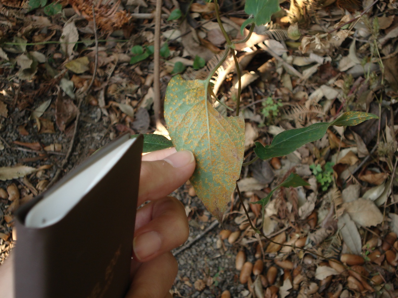 実習の写真 ３ 菌編 Treedoctor19の掲示板