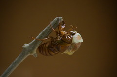 DSC00730