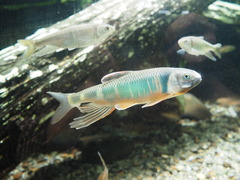 P5210045