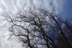 DSC01517