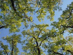 P4230038