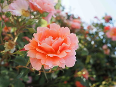 IMG_3740
