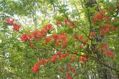 DSC06961 (2)