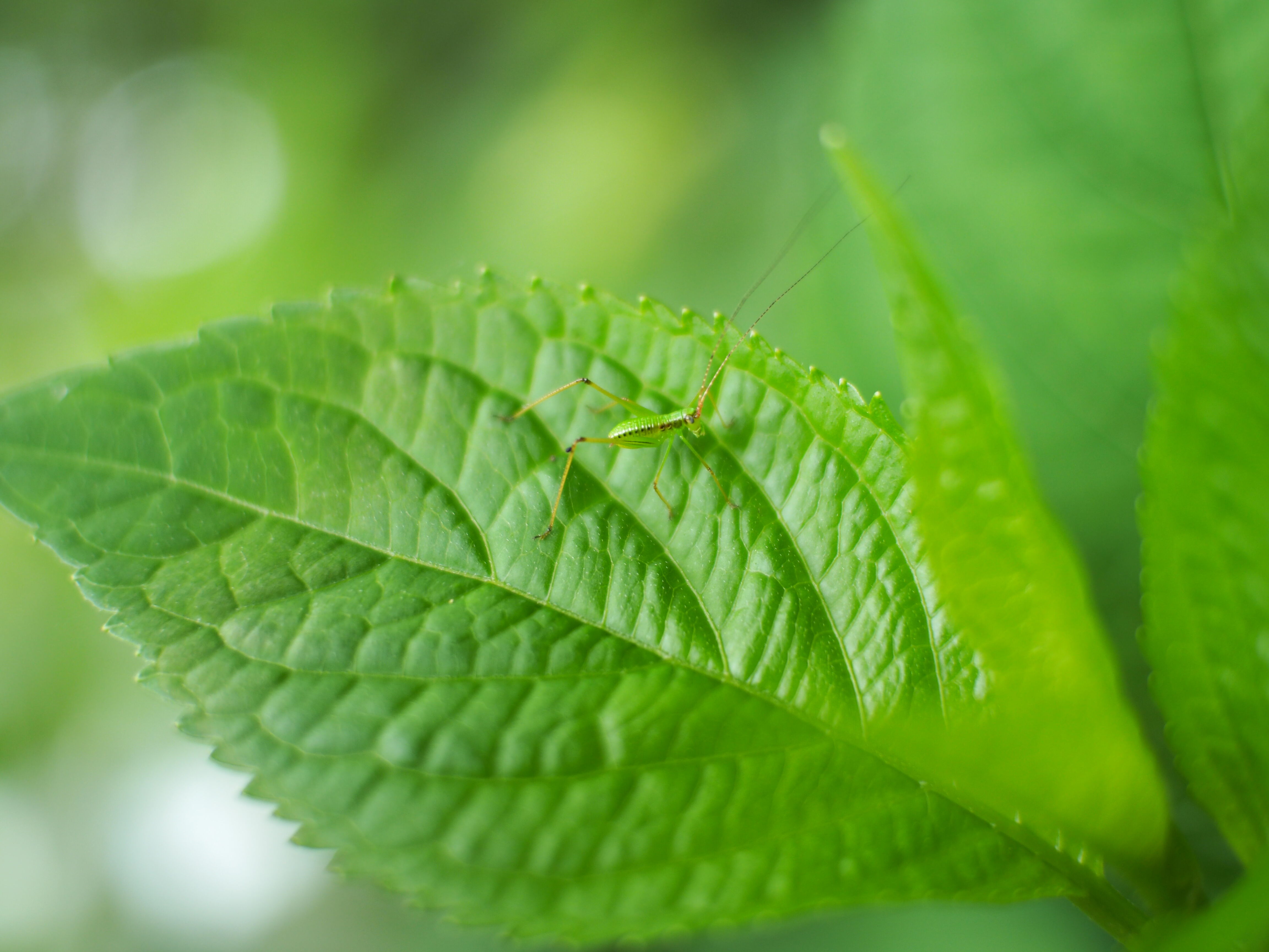 ホタルの季節 清瀬市の学習塾トレックのエブリディ