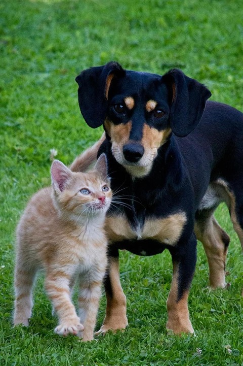 cat-dog-animals-pets-garden-friends-lovely-relationship-kitten