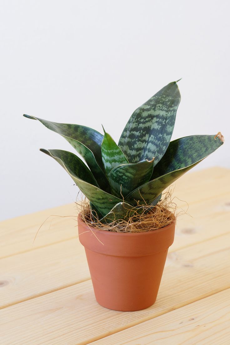 おうち時間に欠かせない 観葉植物たちを紹介 トレンドライフスタイルちゃんねる