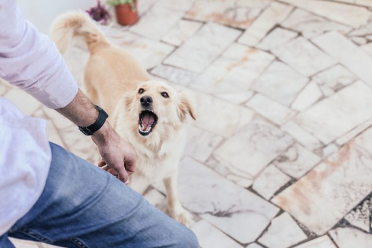 散歩中犬に吠えられ飼い主の男性と口論 殴る蹴る 逮捕 トレンドアップ 散歩中犬に吠えられ飼い主の男性と口論 殴る蹴る 逮捕 トレンドアップ
