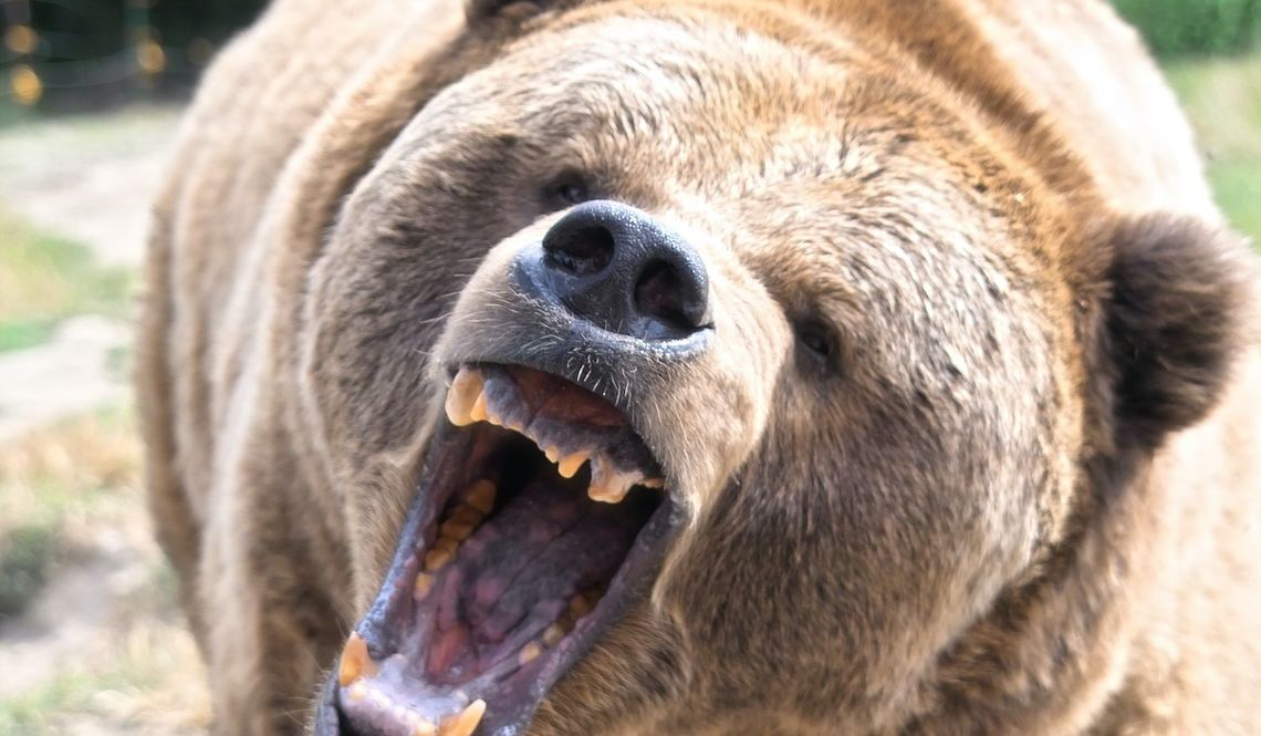 ロシアのボクサー、熊に襲われ格闘 ナイフで仕留めるも友人は死亡 : トレンドアップ