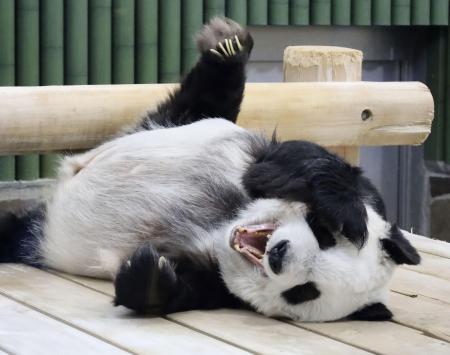 『タンタン』神戸・王子動物園の国内最高齢ジャイアントパンダが死ぬ