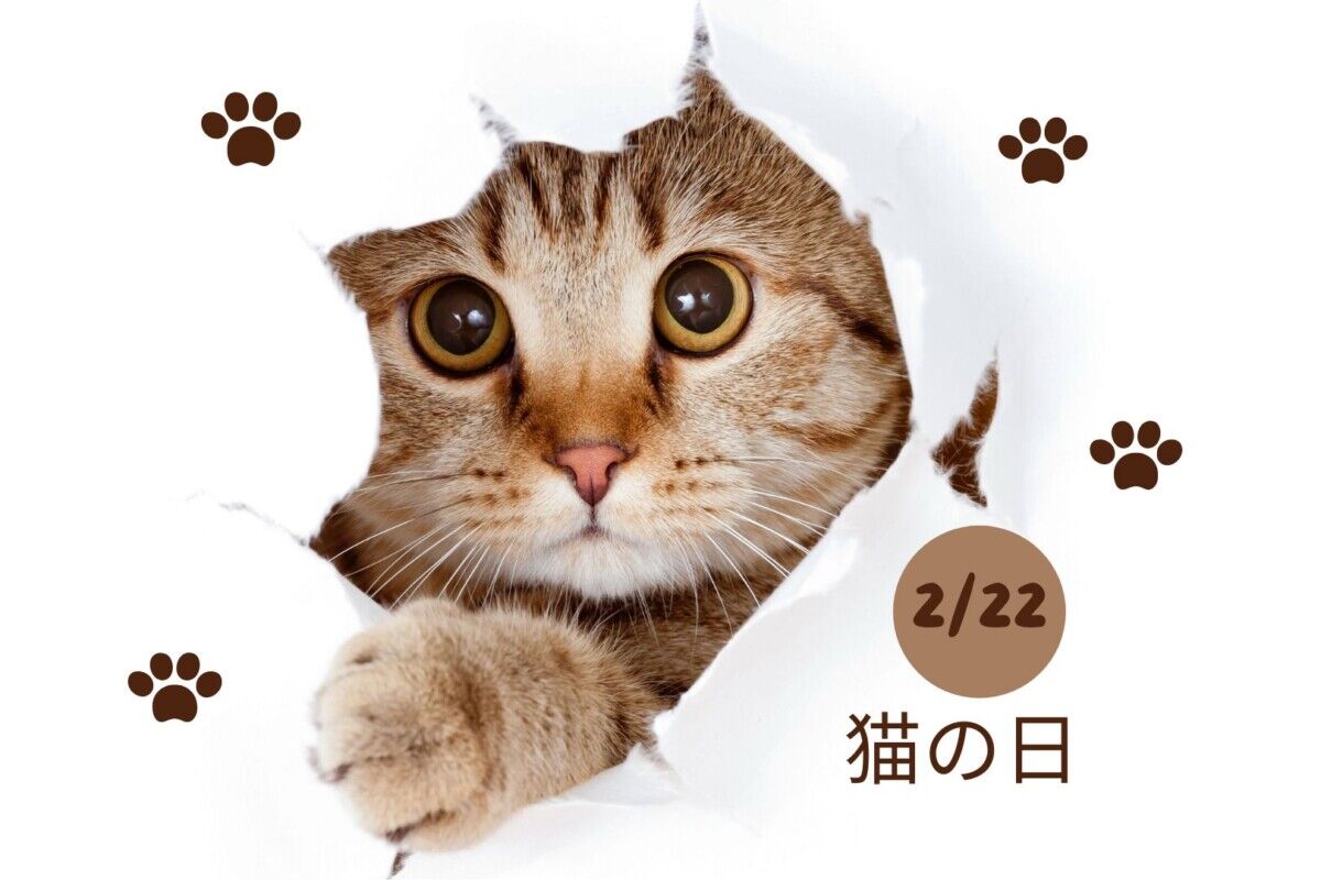『猫の日』2月22日、今日は猫の日だニャンニャンニャン