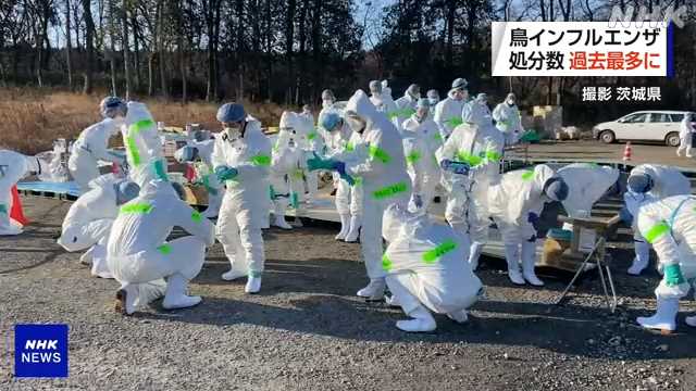 『鳥インフルエンザ』殺処分数が過去最多！