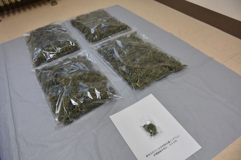 野生大麻