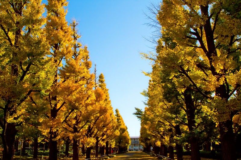 東京国際大学