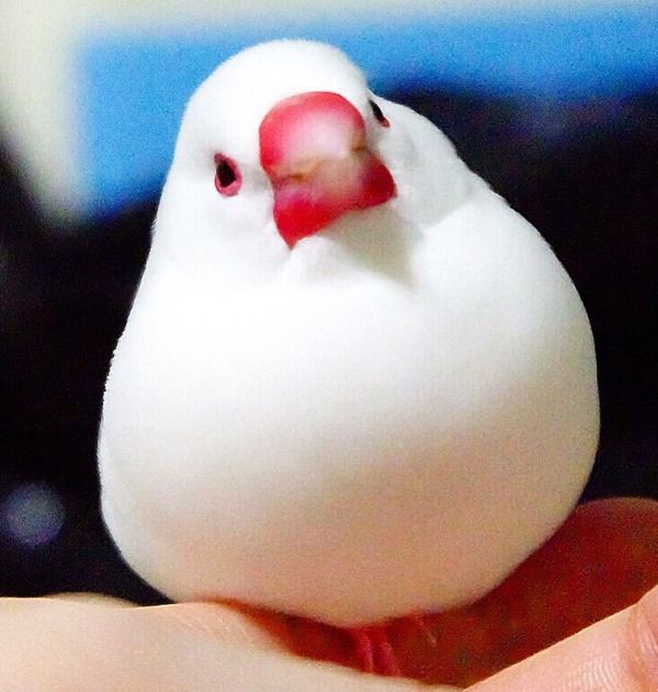 文鳥