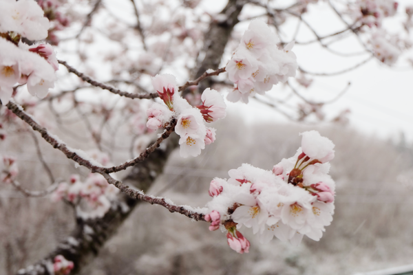 雪桜