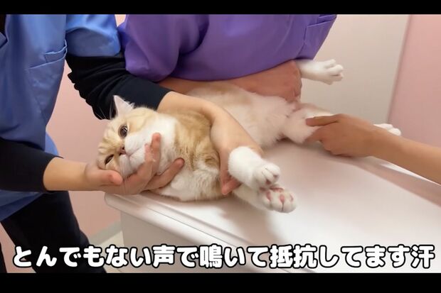 【YouTube】もちまる日記、子猫に○○与えて虐待との声！…かわいそうすぎる！(ノД`)・゜・。