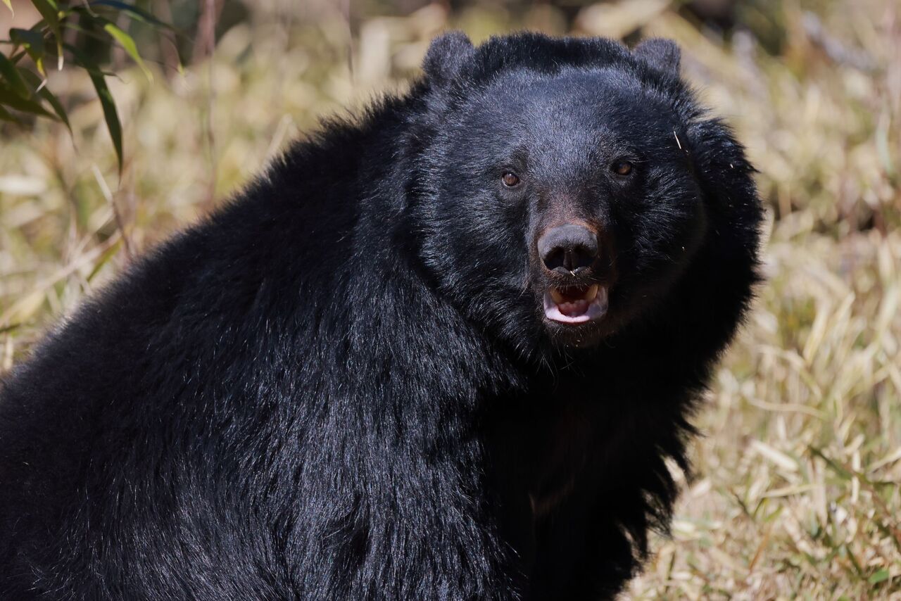 【群馬】ひぇぇぇwwクマによる襲撃事件、顔面に重傷を女性恐怖の瞬間！