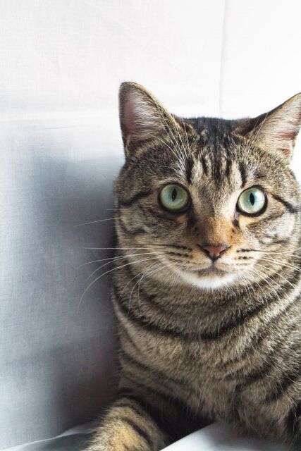【猫】キジトラ猫の衝撃の特徴とは？知っておきたいポイント