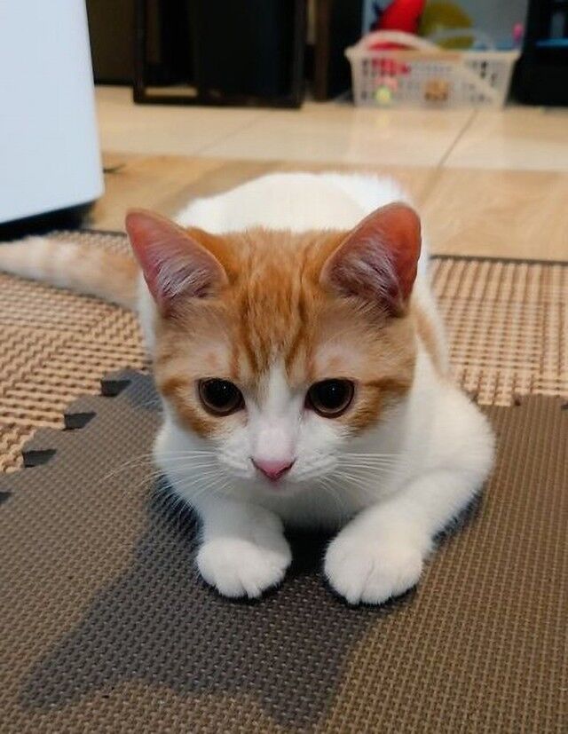 「お耳ピン！」だんじり祭りにビビる茶トラ猫「きいちゃん」の可愛すぎる反応