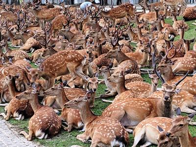 【恐怖】うわぁああ…シカが窓ガラス割り侵入し、帰宅した住人が戦慄！