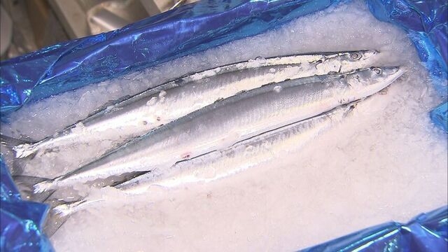 釧路で初サンマ1匹5万円が即完売　ご祝儀価格でも売れた“秋の味覚”に光明か？