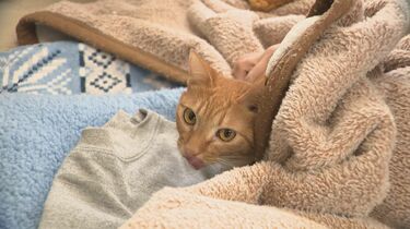 【生命】気持ちわかる、…能登地震で猫の為、車中泊することに……