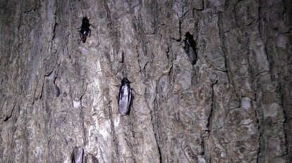 【非常事態】ひえ～ 北海道でゴキブリが木にびっしり！