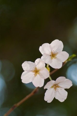 a0001_007250