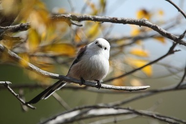 800px-Aegithalos_caudatus_-Mongolia_-perching-8