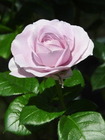 a0960_007512