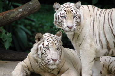 1280px-Singapore_Zoo_Tigers