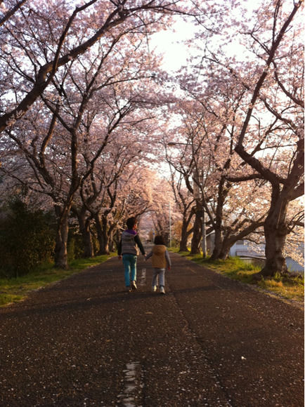 ２０１１桜