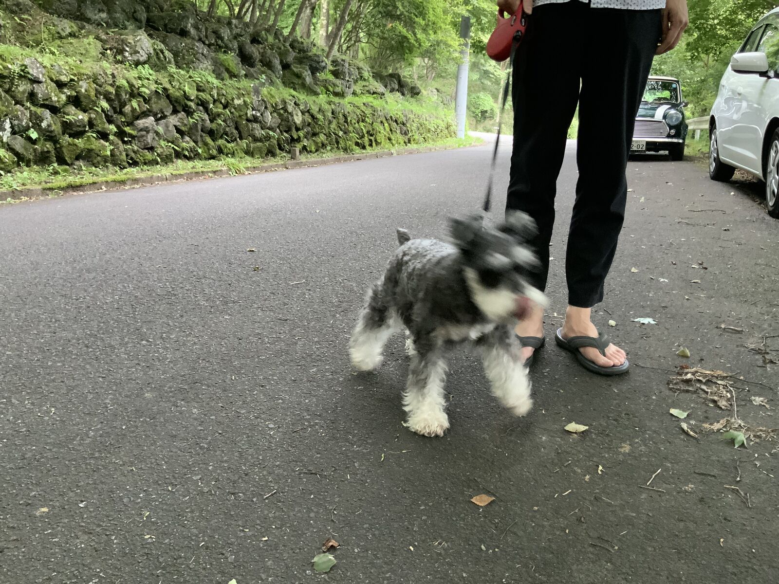 蕎麦屋の犬 姫log Tri Angle